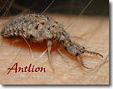 Learn about the Antlion photo book