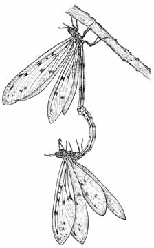 Antlions mating (line drawing)